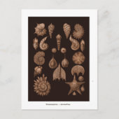 ヴィンテージシーライフイラストレーションはがき ポストカード (正面)