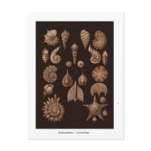 ヴィンテージシーライフイラストレーションはがき