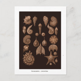 ヴィンテージシーライフイラストレーションはがき ポストカード