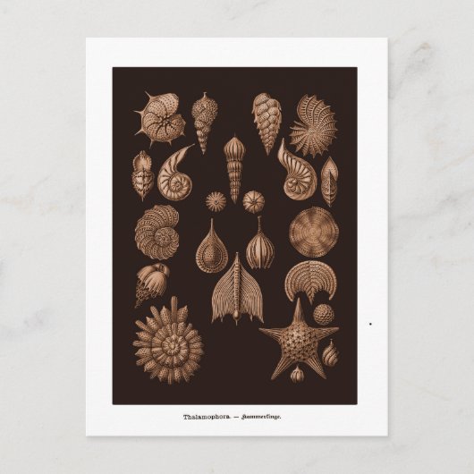 ヴィンテージシーライフイラストレーションはがき ポストカード (正面)