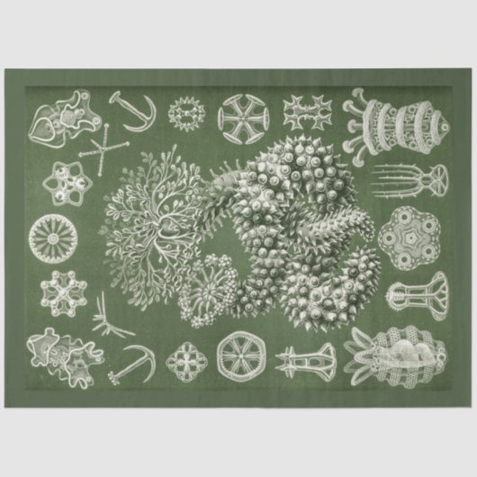 ヴィンテージシーライフデクページティッシュペーパー 薄葉紙 (正面)