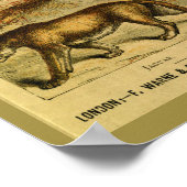 ヴィンテージジャガープマキャットナチュラルヒストリープリント ポスター (角)