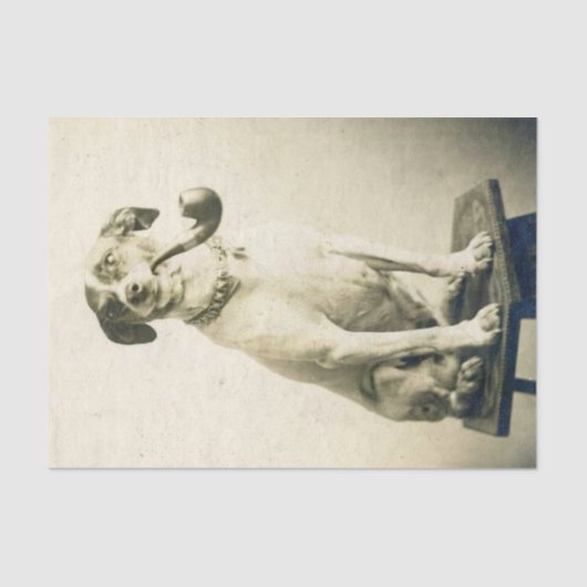 ヴィンテージジャックラッセル犬パイプティッシュペーパー 薄葉紙 (正面)