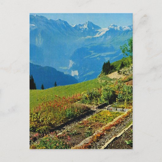 ヴィンテージスイス，シュニゲプラット， 1909 9 ポストカード (正面)