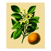 ヴィンテージスイートオレンジ植物学プリント