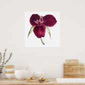 ヴィンテージスイートトリリウムブルーミングイラストレーション ポスター (キッチン)