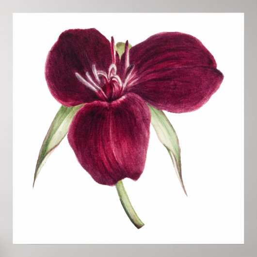 ヴィンテージスイートトリリウムブルーミングイラストレーション ポスター (正面)