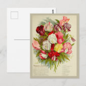 ヴィンテージスイートピーフラワーブーケシーズカタログ ポストカード (正面/裏面)