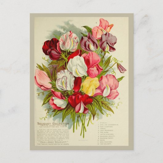 ヴィンテージスイートピーフラワーブーケシーズカタログ ポストカード (正面)