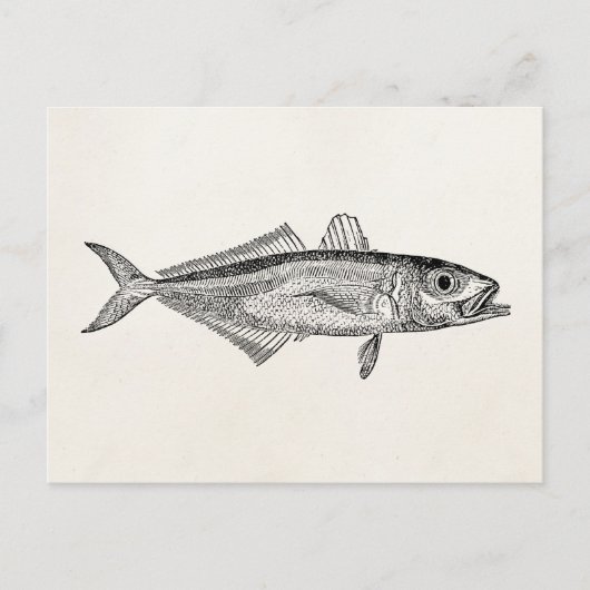 ヴィンテージスカッドフィッシュ水中競技フィッシュ空白のテンプレート ポストカード (正面)
