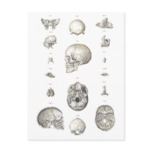 ヴィンテージスカルと骨の構造