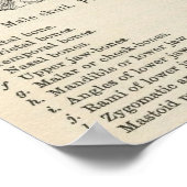 ヴィンテージスカル解剖学ハロウィンポスター ポスター (角)