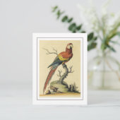 ヴィンテージスカーレットマコーパロッツバードイラストレーション ポストカード (スタンド正面)