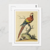 ヴィンテージスカーレットマコーパロッツバードイラストレーション ポストカード (正面/裏面)