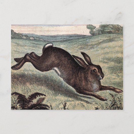 ヴィンテージスケッチランニング：野のウサギ ポストカード (正面)