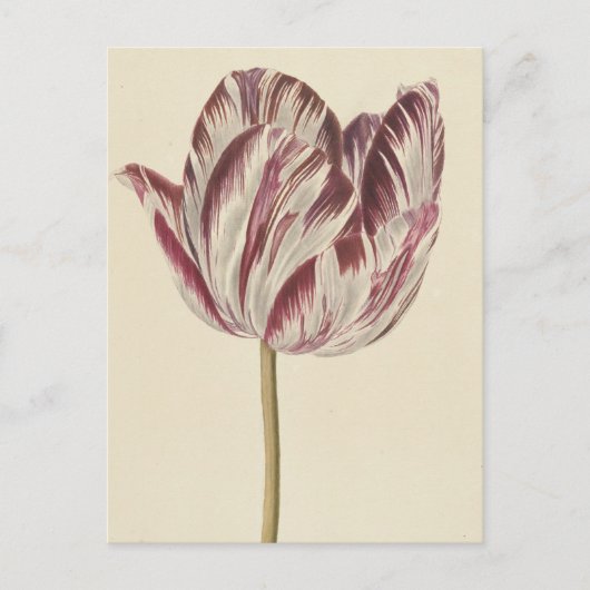 ヴィンテージスケッチ ポストカード (正面)