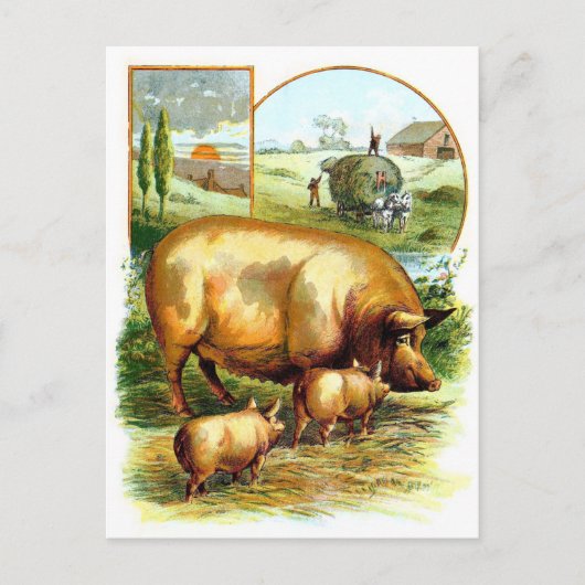 ヴィンテージスケッチ:子豚と子豚 ポストカード (正面)