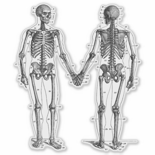 ヴィンテージスケルトン図（番号付きボーン付き） シール (正面)