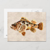 ヴィンテージスコーピオンフィッシュアンティークハワイアンスケッチ ポストカード (正面/裏面)