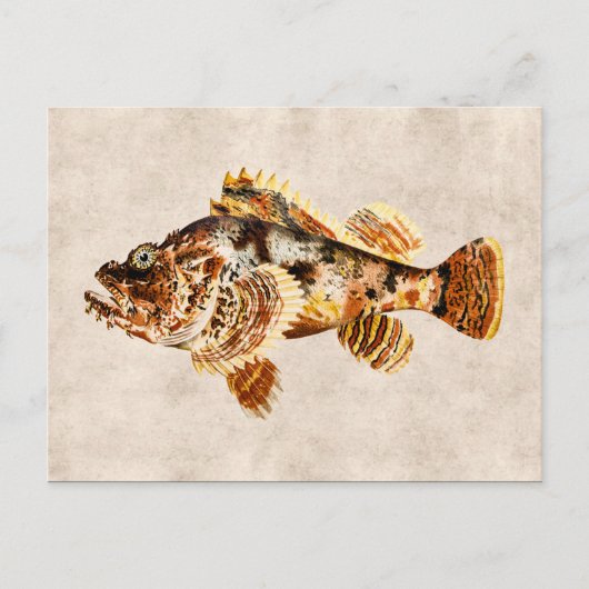 ヴィンテージスコーピオンフィッシュアンティークハワイアンスケッチ ポストカード (正面)