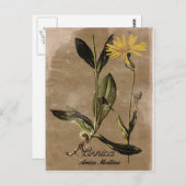 ヴィンテージスタイルのアニカ花 ポストカード (正面/裏面)