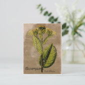 ヴィンテージスタイルのオオハグルマ ポストカード (スタンド正面)