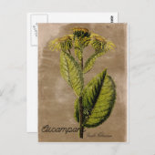 ヴィンテージスタイルのオオハグルマ ポストカード (正面/裏面)