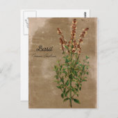 ヴィンテージスタイルのバジルハーブ ポストカード (正面/裏面)