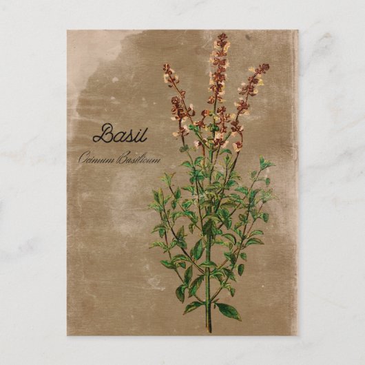 ヴィンテージスタイルのバジルハーブ ポストカード (正面)