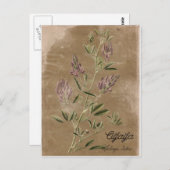 ヴィンテージスタイルアルファルファ工場 ポストカード (正面/裏面)