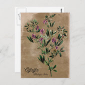 ヴィンテージスタイルアルファルファ ポストカード (正面/裏面)