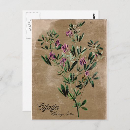 ヴィンテージスタイルアルファルファ ポストカード (正面/裏面)
