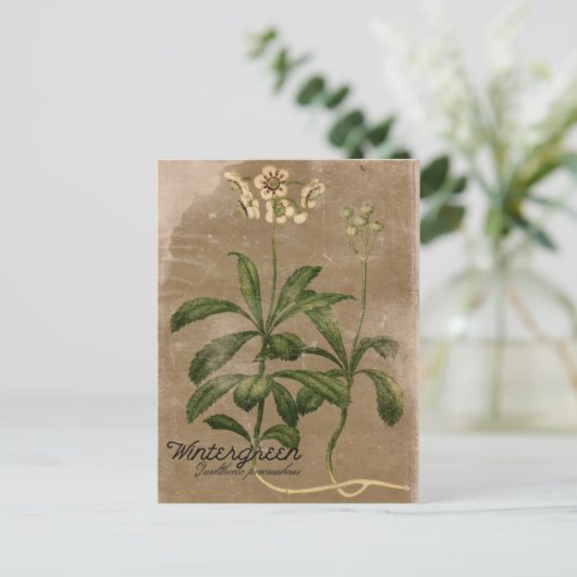 ヴィンテージスタイルウィンターグリーン植物はがき ポストカード (スタンド正面)