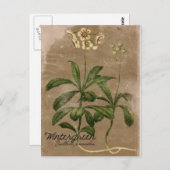 ヴィンテージスタイルウィンターグリーン植物はがき ポストカード (正面/裏面)