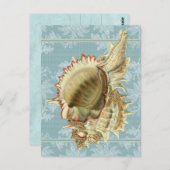 ヴィンテージスタイルシーシェル&ブルーレースポストカード ポストカード (正面/裏面)