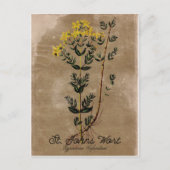 ヴィンテージスタイルセントジョンズウォートポストカード ポストカード (正面)