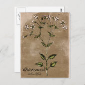 ヴィンテージスタイルチクウィード葉書 ポストカード (正面/裏面)