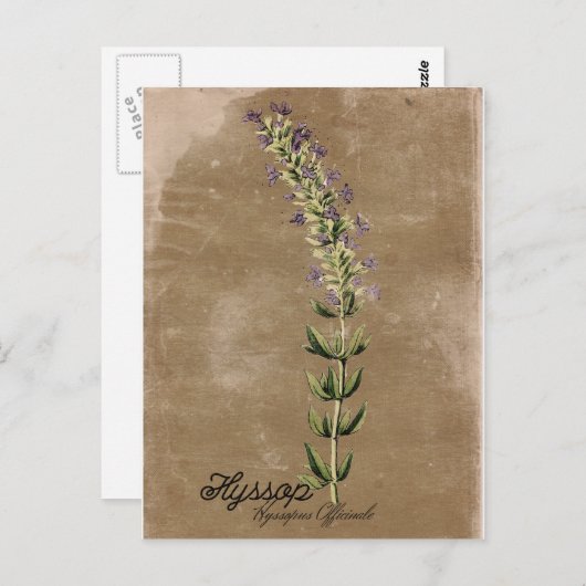 ヴィンテージスタイルヒソップポストカード ポストカード (正面/裏面)