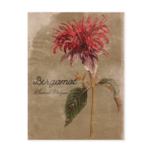 ヴィンテージスタイルベルガモット植物花