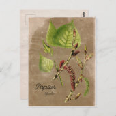 ヴィンテージスタイルポプラツリーポストカード ポストカード (正面/裏面)