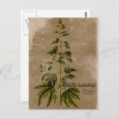 ヴィンテージスタイルマザーウォートハーブポストカード ポストカード (正面/裏面)