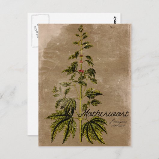 ヴィンテージスタイルマザーウォートハーブポストカード ポストカード (正面/裏面)