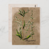 ヴィンテージスタイルヨモギ草植物ポストカード ポストカード (正面/裏面)