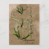 ヴィンテージスタイルヨモギ草植物ポストカード ポストカード (正面)