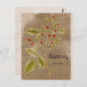 ヴィンテージスタイルラズベリープラントポストカード ポストカード (正面/裏面)