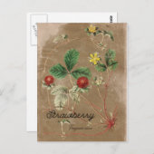 ヴィンテージスタイルワイルドストロベリーポストカード ポストカード (正面/裏面)