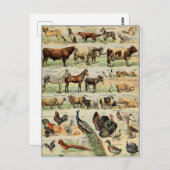 ヴィンテージスタイル家畜 ポストカード (正面/裏面)