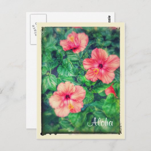 ヴィンテージスタイル熱帯ハイビスカスフラワー ポストカード (正面/裏面)