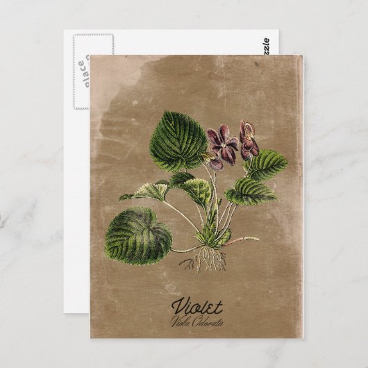 ヴィンテージスタイル紫はがき ポストカード (正面/裏面)