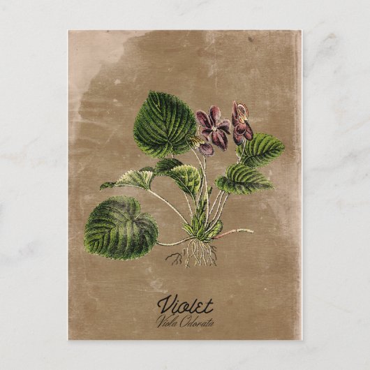 ヴィンテージスタイル紫はがき ポストカード (正面)